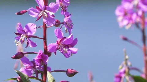 Fireweed In The Wind 스톡 동영상 90229741