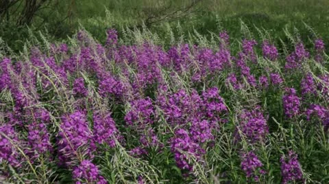 Fireweed01 Stock Footage 11251855
