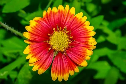 Firewhee flower close up with a green background Stock Photos