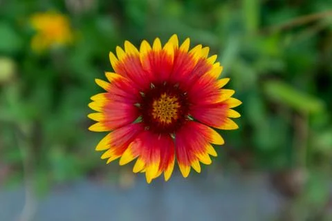 A firewheel flower close up Stock Photos
