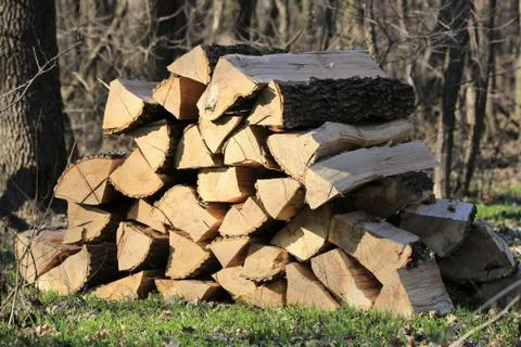 Firewod in forest Stock Photos