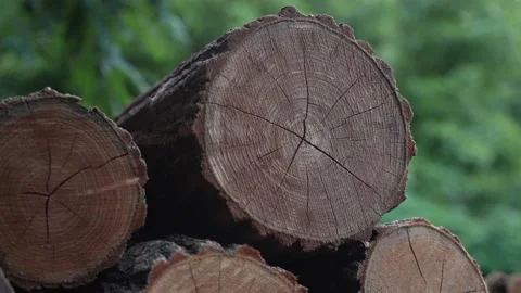 Firewood 01 Stock Footage 205082644