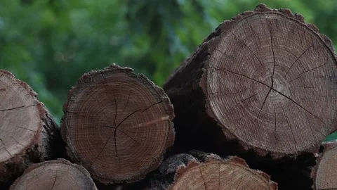 Firewood 02 Stock Footage 205074058