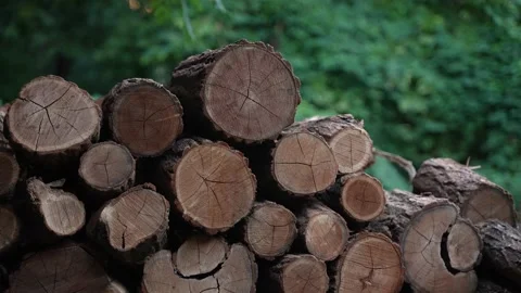 Firewood 05 Stock Footage 205073263