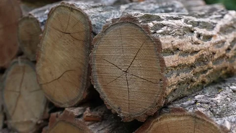 Firewood 18 Stock Footage 205066039