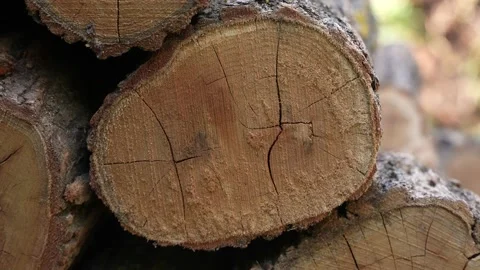 Firewood 21 Stock Footage 204887176