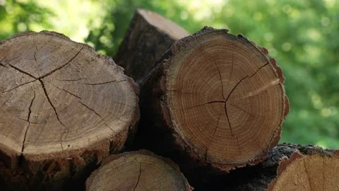 Firewood  23 Stock Footage 204887227