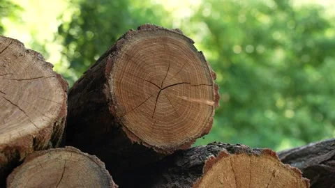 Firewood 24 Stock Footage 204887111