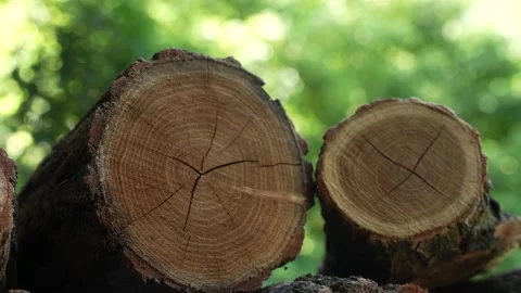 Firewood 25 Stock Footage 204887052