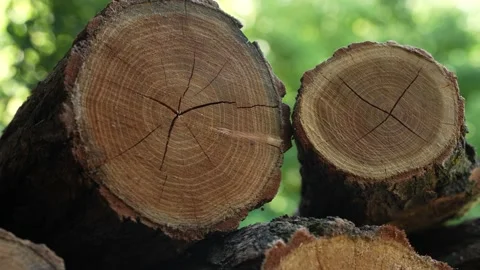Firewood 27 Stock Footage 204887051