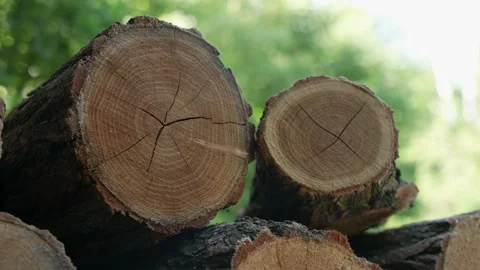 Firewood 29 Stock Footage 204886909