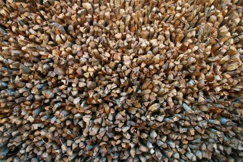 Firewood background Stock Photos
