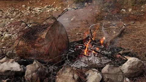 Firewood Burning in Campfire, Close-up Stock Footage 334631752
