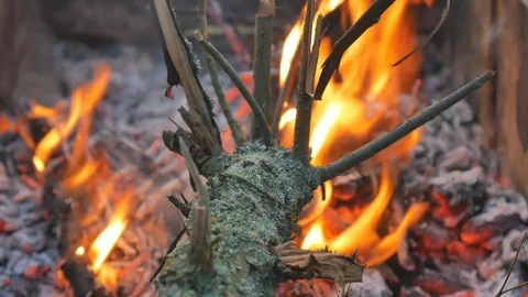 Firewood combustion process close-up against the background of melting heat Stock Footage 121366350