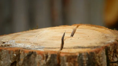 Firewood Stock Footage 37313338