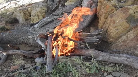 Firewood in the forest 動画素材 165142367