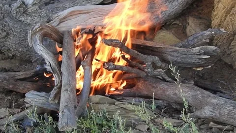 Firewood in the forest 動画素材 165142374