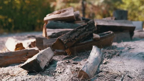 Firewood in the Forest Stock Footage 293258864
