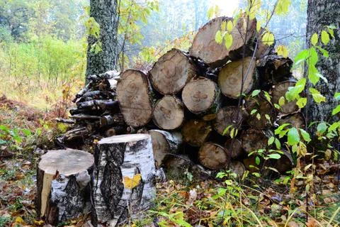 Firewood in the forest Foto stock