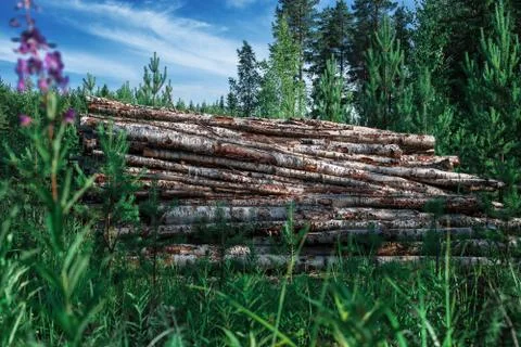 Firewood in the forest Stock Photos