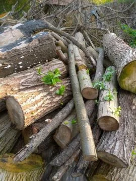  firewood in the forest Fotos de archivo