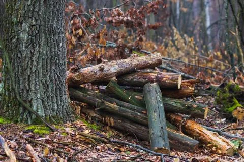 Firewood in the forest tree Stock Photos