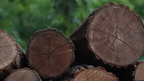 Firewood in the garden Stock Footage 205067292