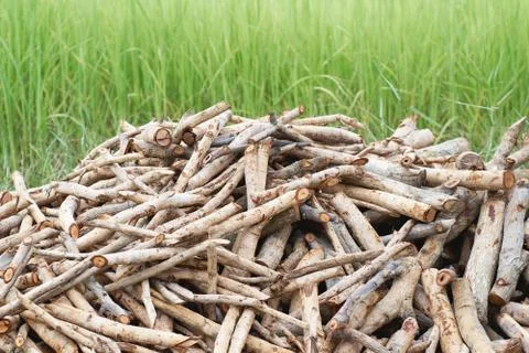 Firewood on grass Stock Photos