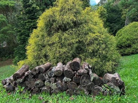 Firewood in the grass Stock Photos