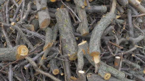 Firewood for the heating system from the apricot fruit tree Stock-Footage 316210778