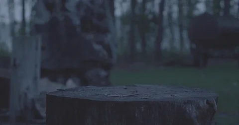 Firewood log set down for chopping Stock Footage 76703745