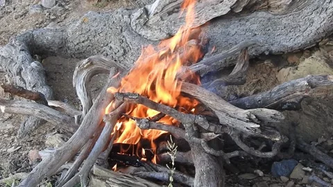Firewood outdoor Stock Footage 165136846