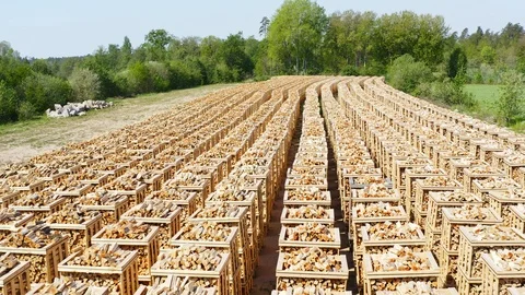 Firewood on pallets flyover Stock Footage 108484111