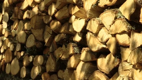 Firewood in Perfect Order Stock Footage 80489426