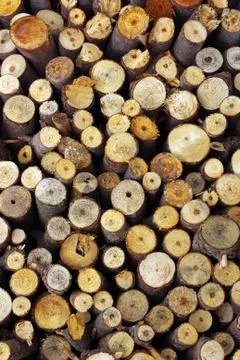 Firewood Foto stock