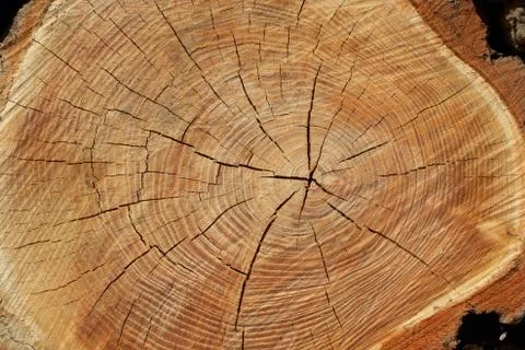 Firewood Stock Photos