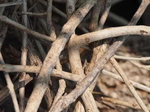 Firewood Stock Photos