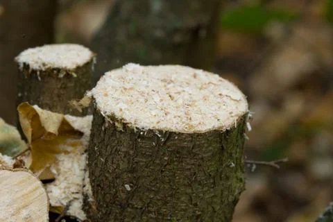 Firewood Stock Photos