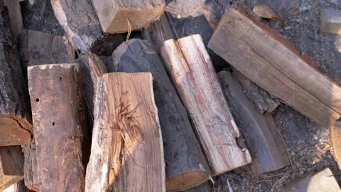 Firewood Pile in the Forest Stock-Footage 293265360