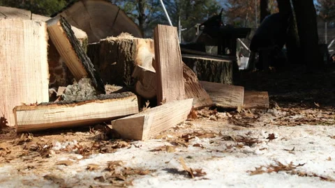 Firewood processed from large oak logs scattered on ground Stock Footage 269003043