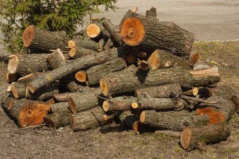 Firewood from the sawed pine trees lie on the ground Stock Photos