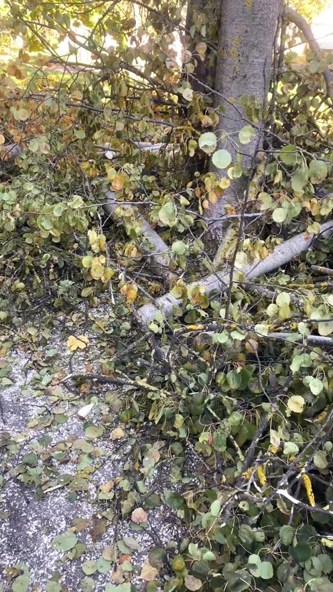 Firewood. Sawed tree branches. Vertical video 库存影片 287943393