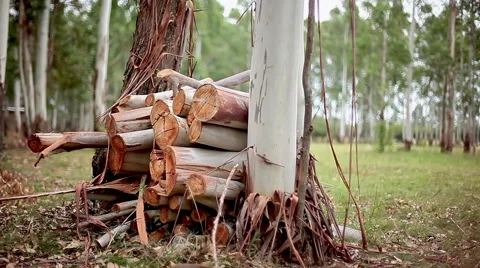Firewood stacked next to tree trunk Stock Footage 63302902