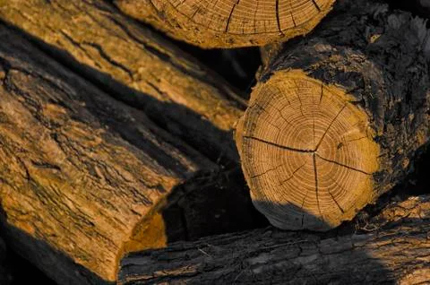 Firewood at the sunset 스톡 사진