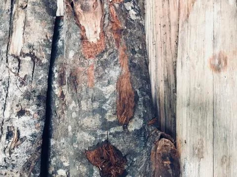 Firewood surface with its bark Stock Photos