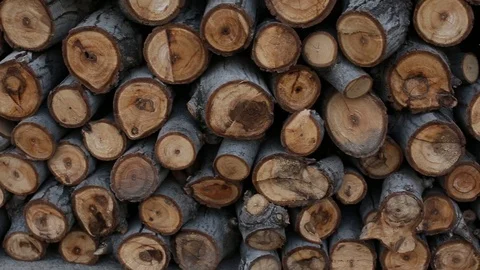 Firewood. trunk. closeup Stock Footage 99560272