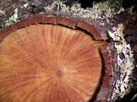 Firewood trunk Stock Photos