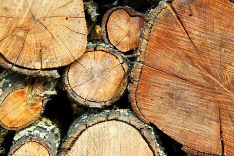 Firewood trunks Stock Photos