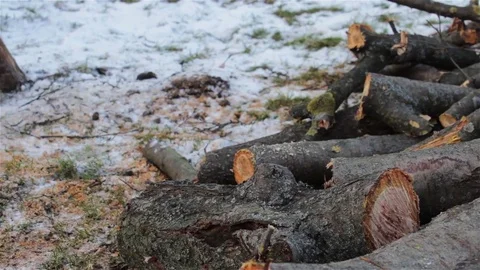 Firewood For The Winter Stock Footage 71794946