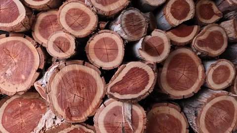 Firewood for Winter Stock Footage 227887801